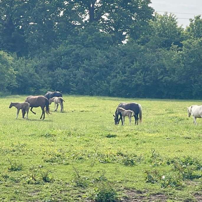 KC Rocky Mountain Horses