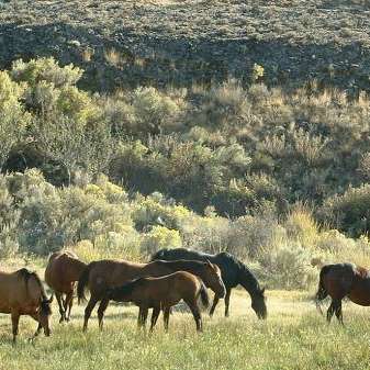 Jameson Lake Quarter Horses