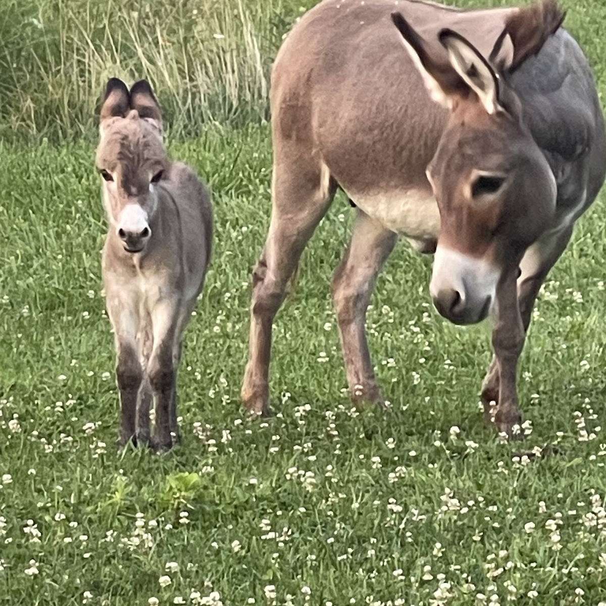 Little LongEars Farm Miniature Donkeys 