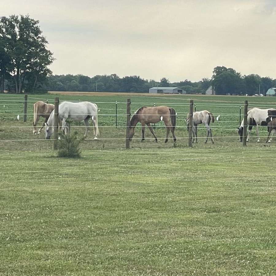 Stargazer farm