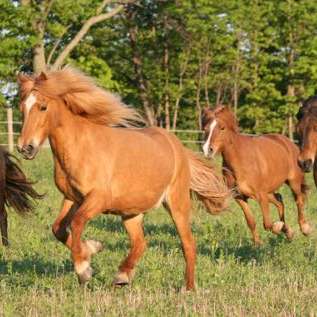 Sand Meadow Farm LLC