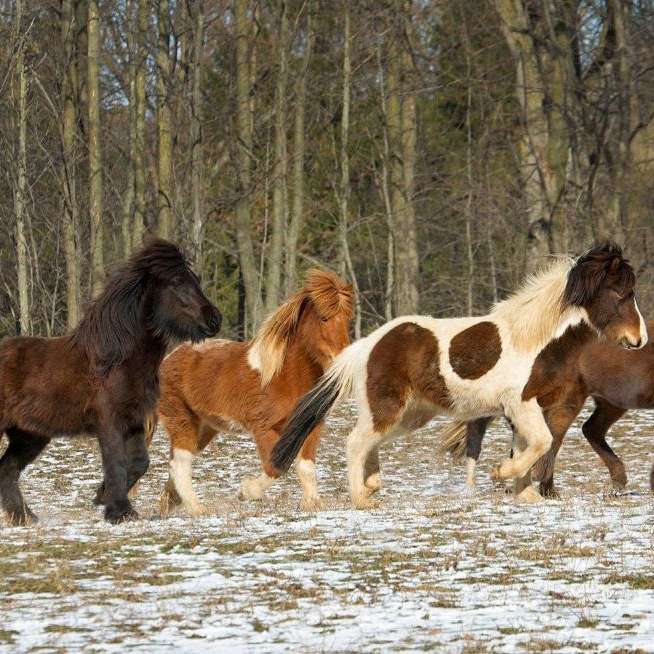 Sand Meadow Farm LLC