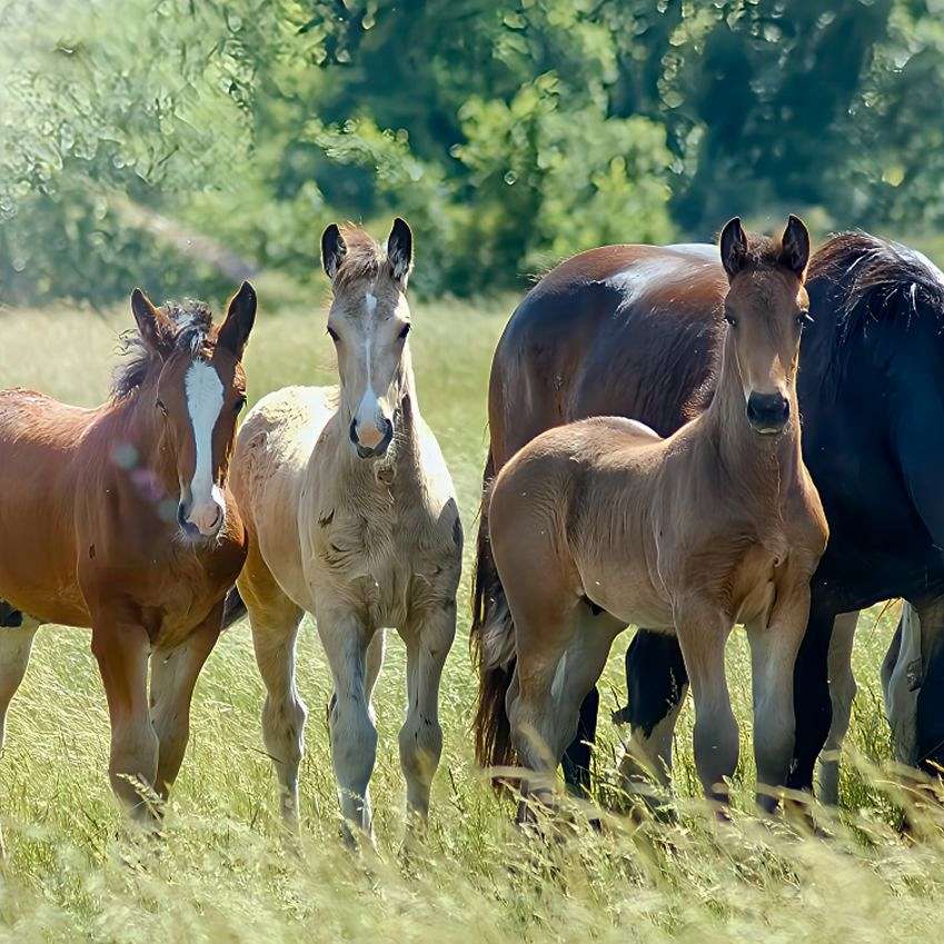 Galloping B Ranch