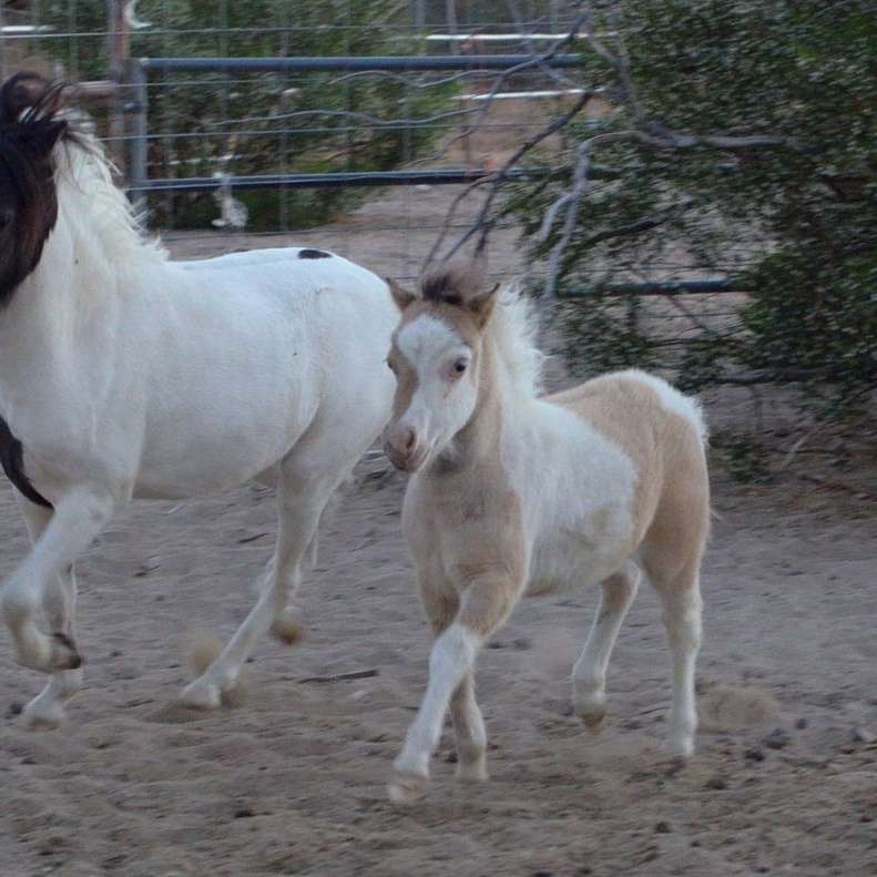 Galaxy Vista Miniature Horses