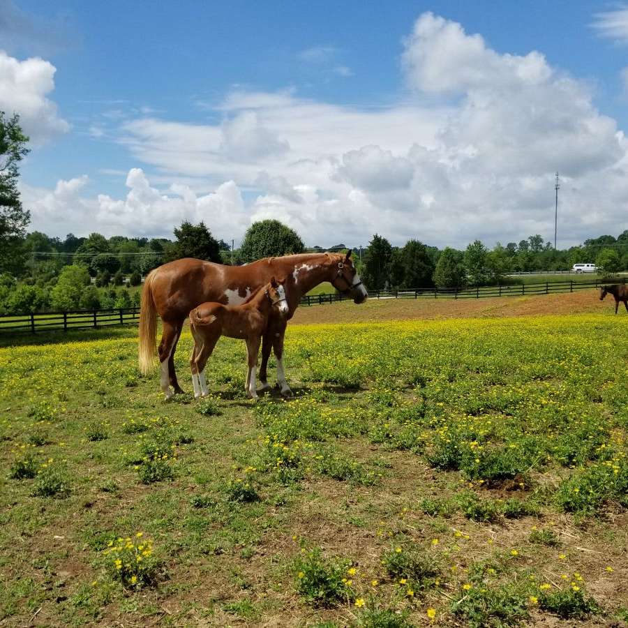 Whispering Pines Farm