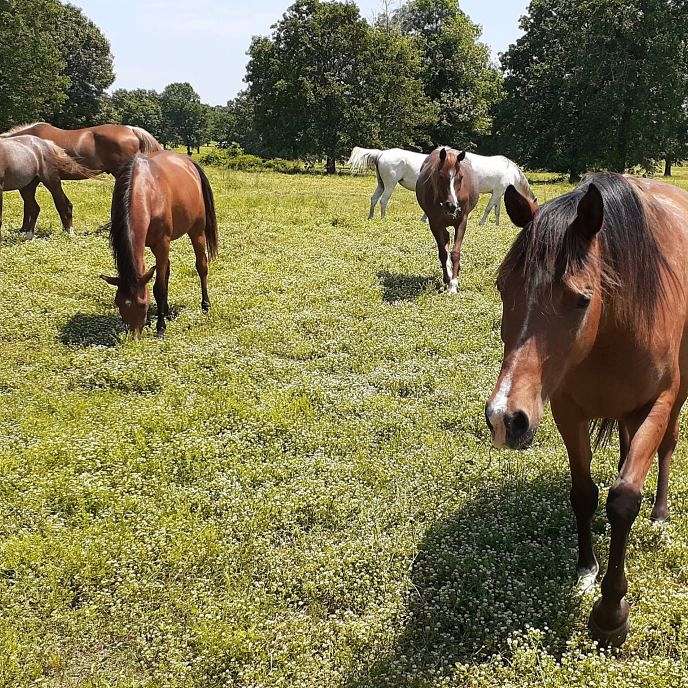 Stone Arabian Ranch