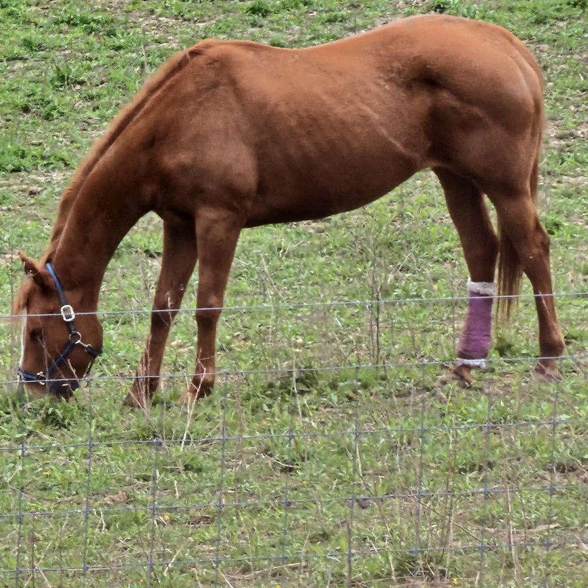 Triple D Pony Escape