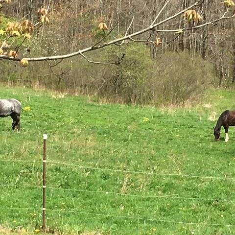 SS Gaited Horses