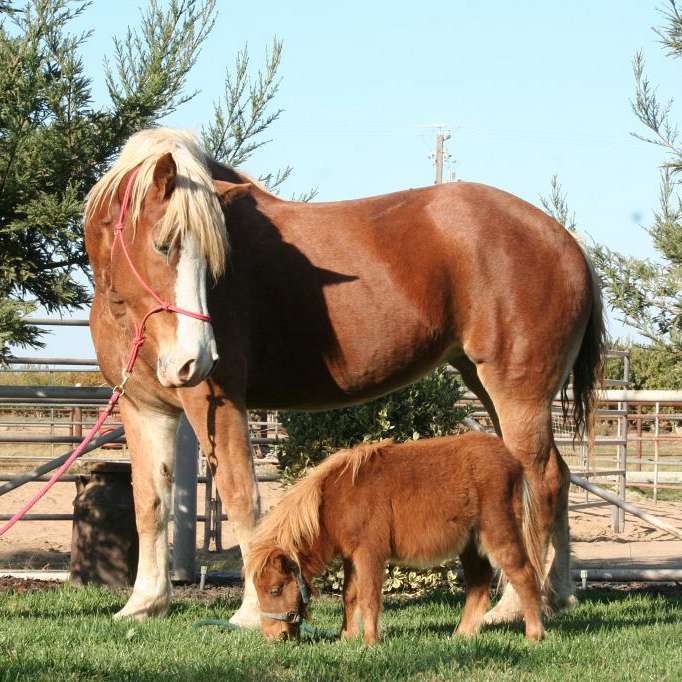 Oakdale Equine Rescue