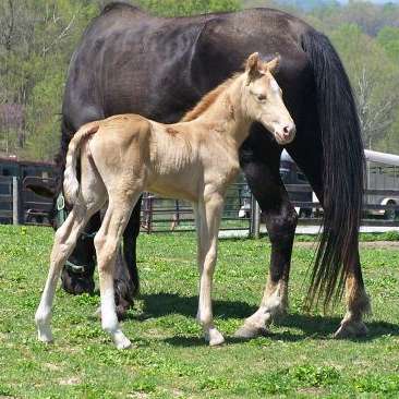 H & H Stables