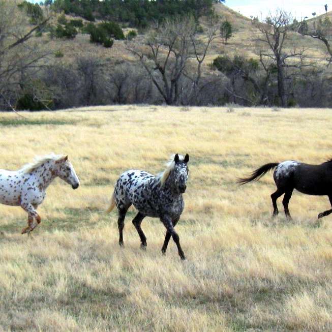keenan ranch