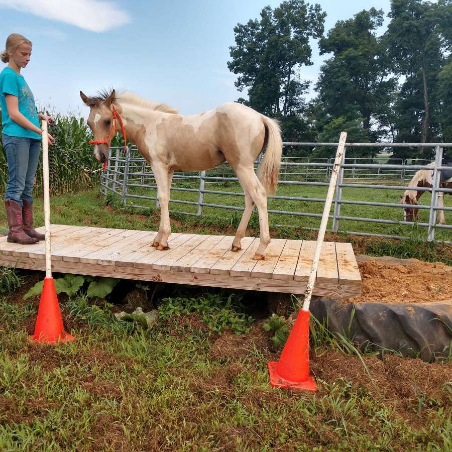 All Things Horsemanship
