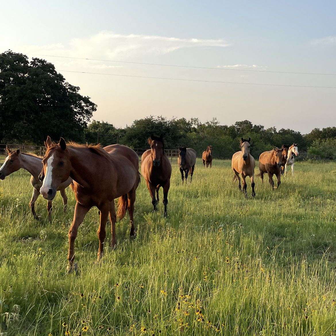 Mine Creek Farms