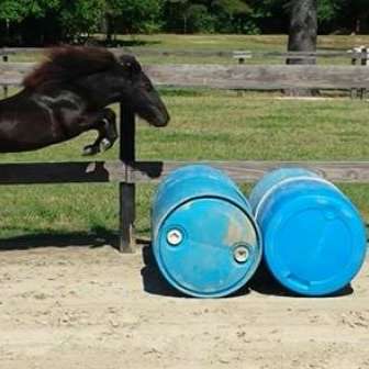 North Carolina Miniature Horses
