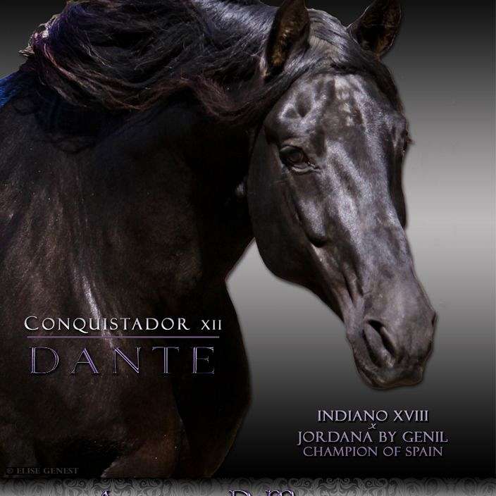 Lusitano Portfolio  Andalusian Portfolio