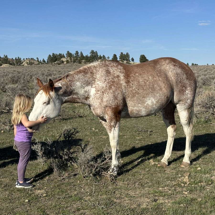 Pic Performance Horses