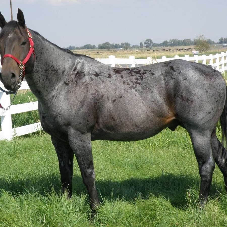 Blue Star Quarter Horse