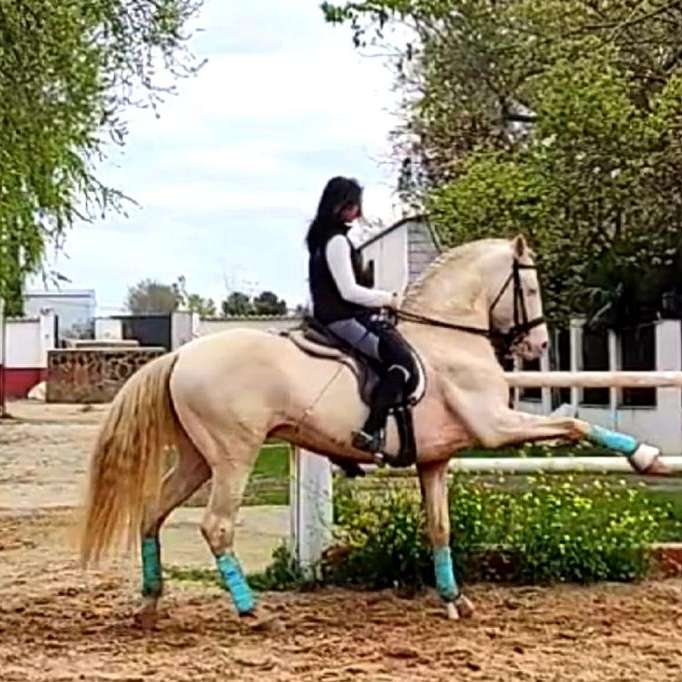 Spanish Horses Canada