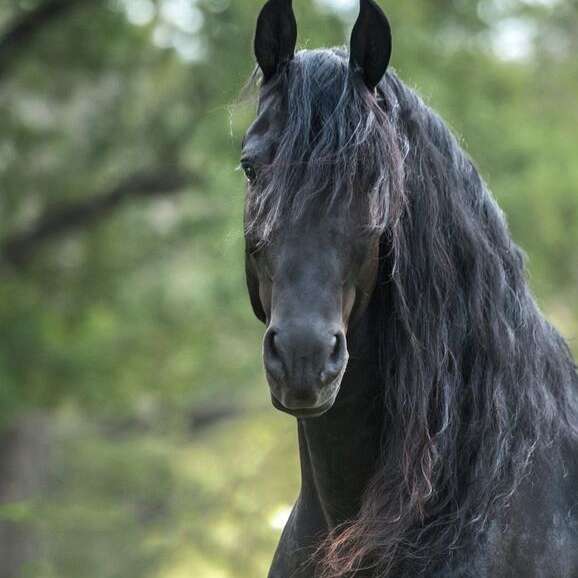 North Texas Friesians and Sporthorses