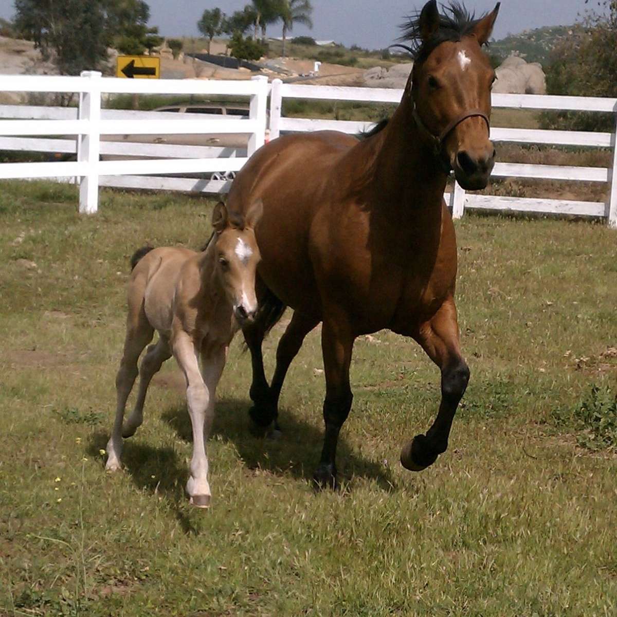 Remedy Ranch