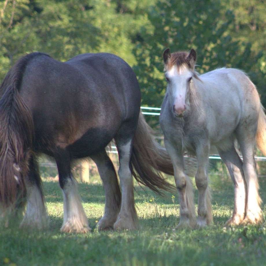 shire horse for sale nsw