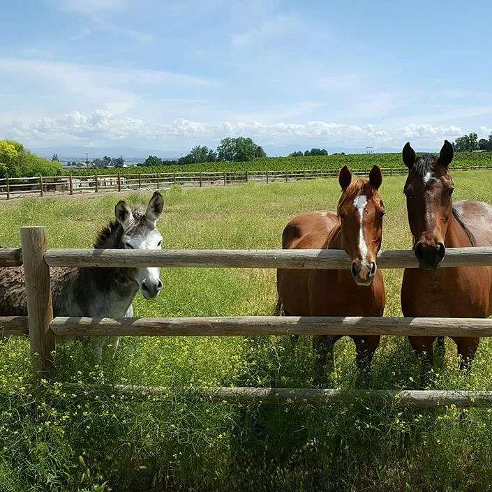 Apple Run Horses and Ponies