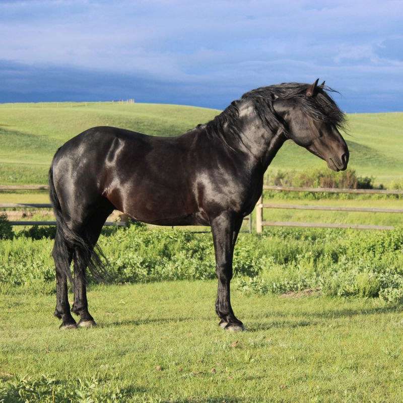 Windy Coulee Canadian Horses