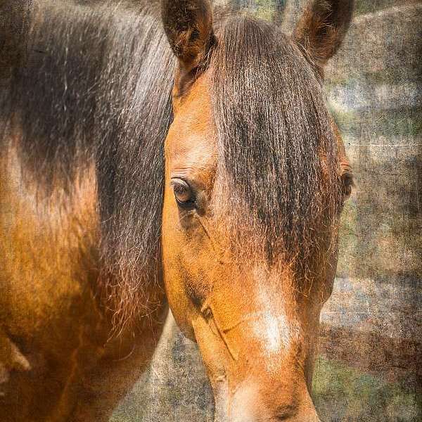 Pin Oaks Stable