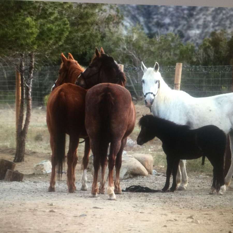 Freedom Ranch Equestrian Connections