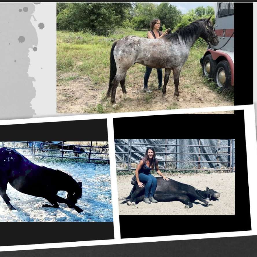 Connected Horse Training