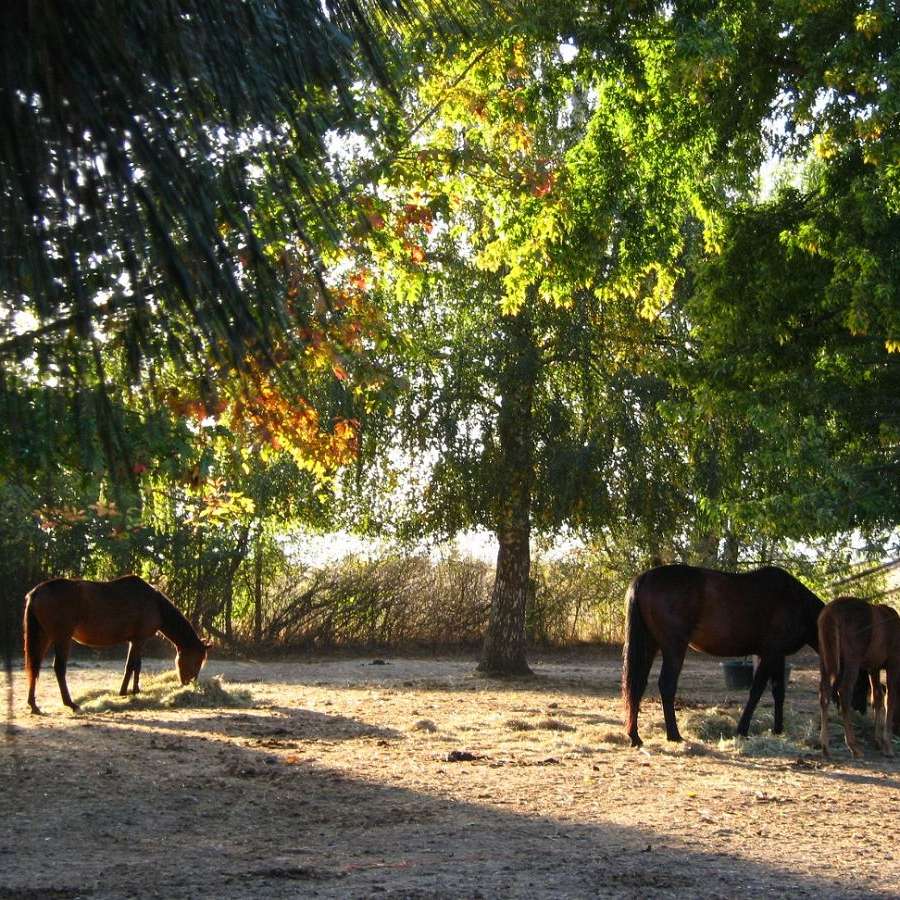 Amiable Acres Farm