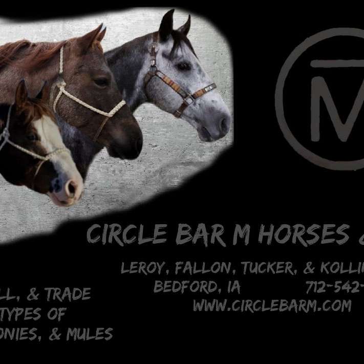 Circle Bar M Horses & More