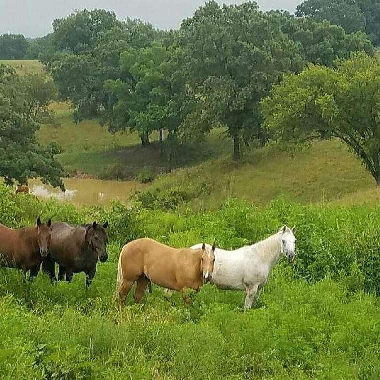 Lazy Creek Ranch