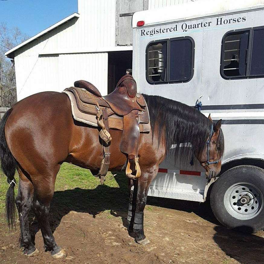 Blue Moon Stables