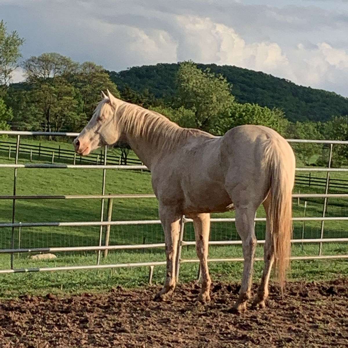Spring Meadows Farms