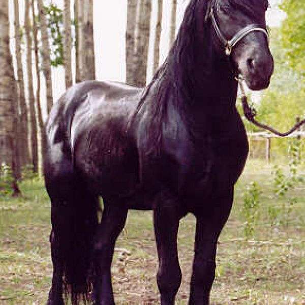 Whispering Hills Friesians