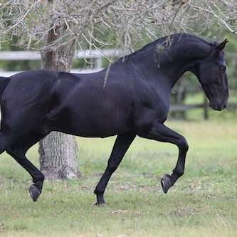 Hacienda del Sol Andalusians, LLC