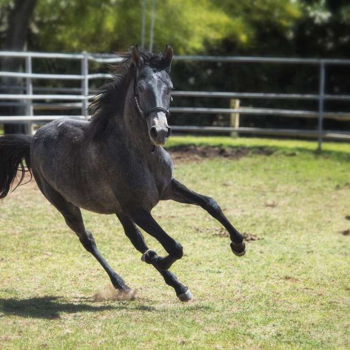 Summerwind Marchadors and Future Foal Breeders