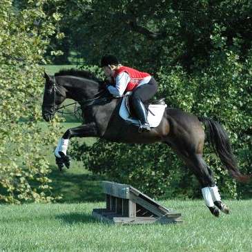 Benchmark Sport Horses