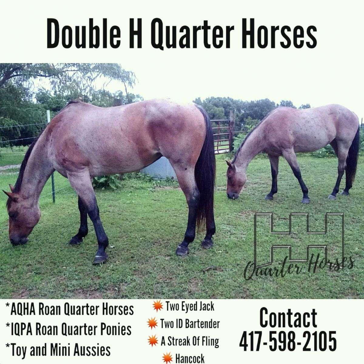 Two Id Bartender Quarter Horse