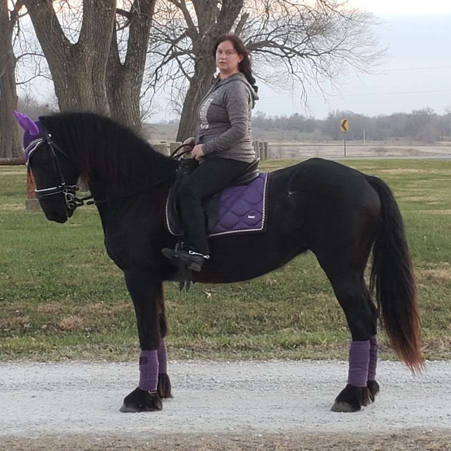 Dark Equestrian Stables
