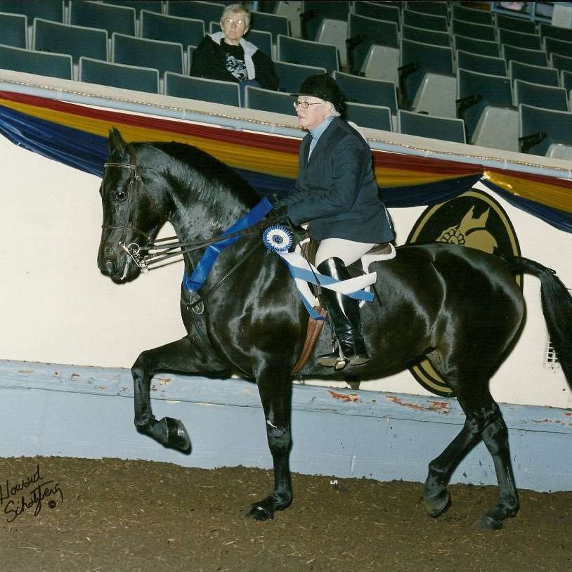 Society Training Stables