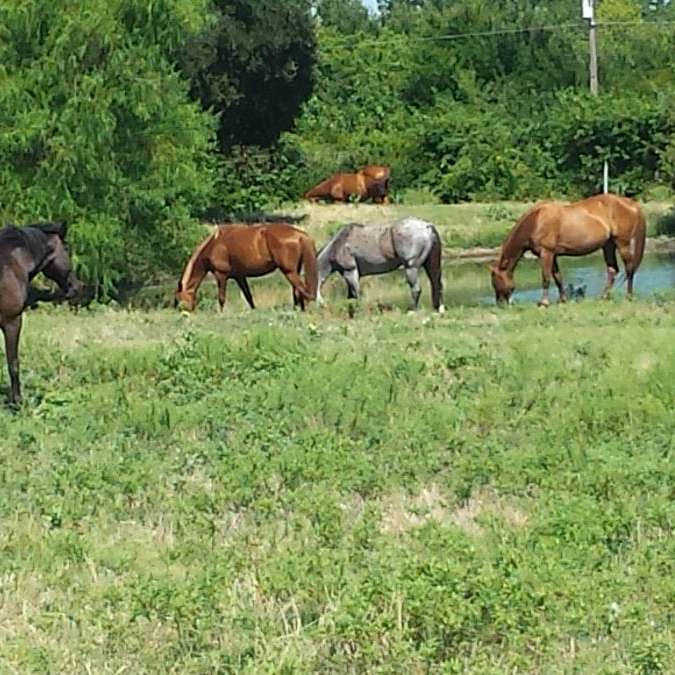 Dodson Farms