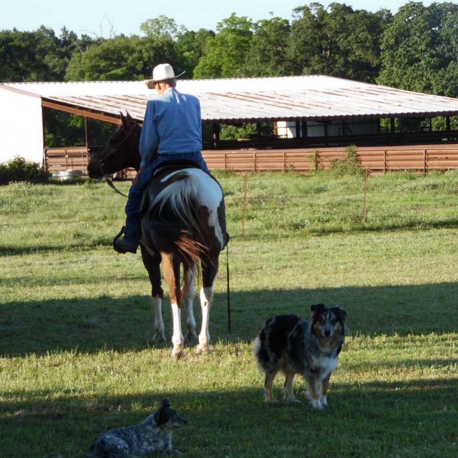 AFEW APHA-AQHA PERFORMANCE HORSES