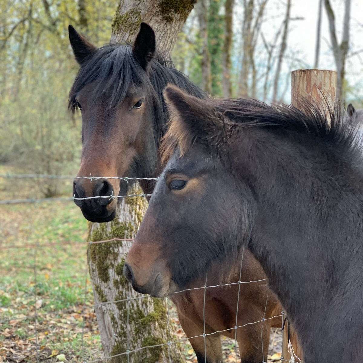 Fiddlehead Pony Farm