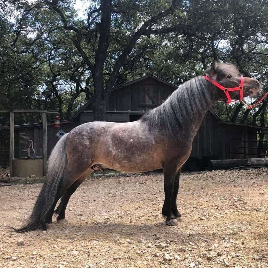 RNL MINIATURE HORSES