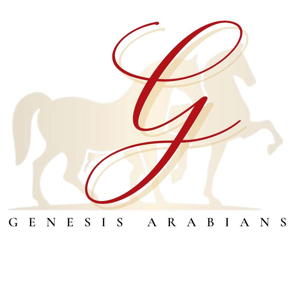 Genesis Arabians & Saddlebreds