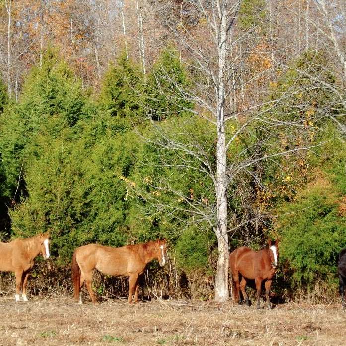 Cedar Ridge Horse Farm