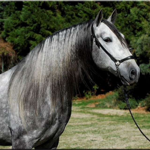 Andalusians  Lusitanos