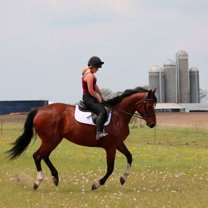 Fox Sport Horses - Vixen Hollow